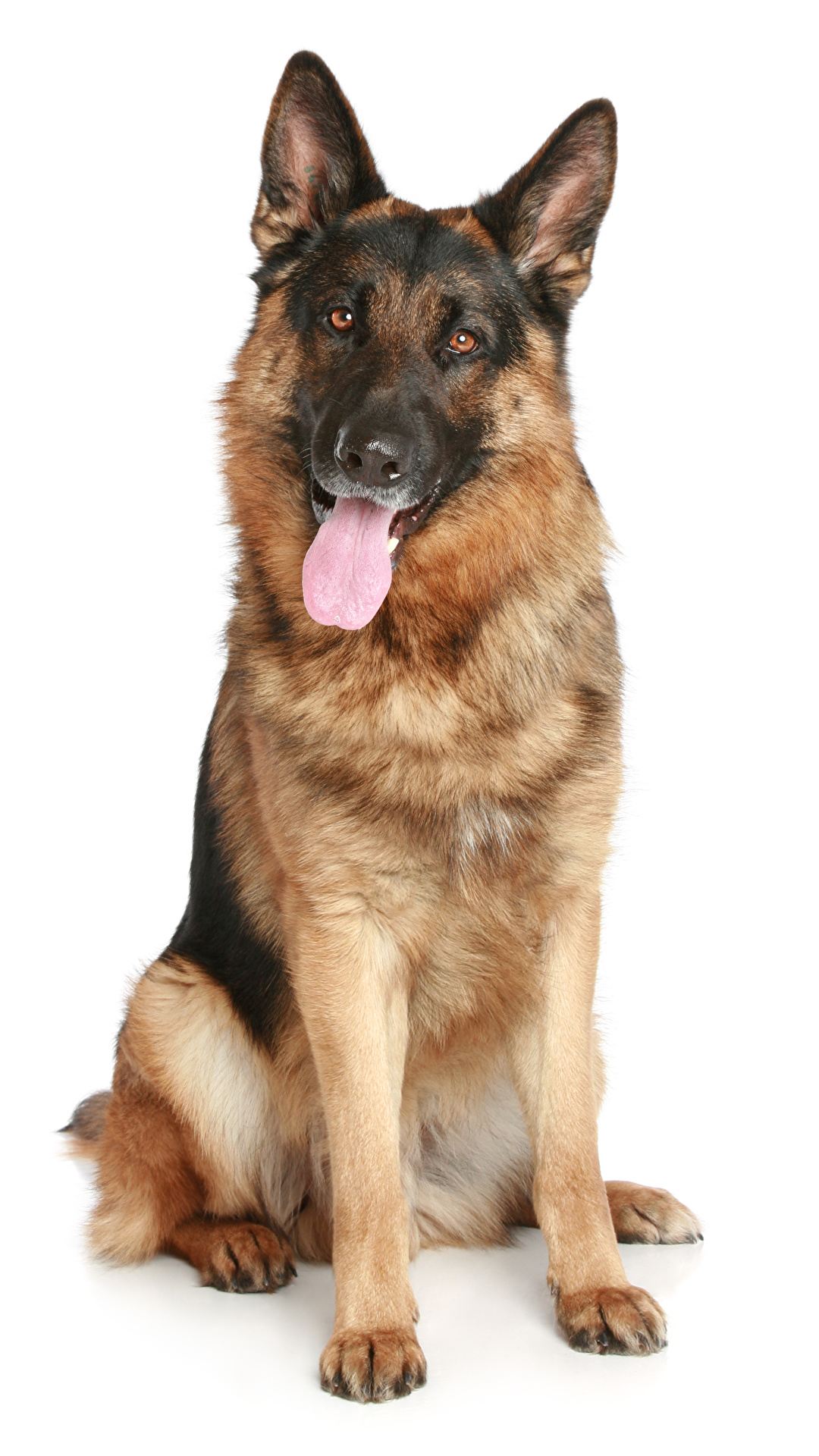 1080x1920  Обои с собаками на телефон - 67 фото