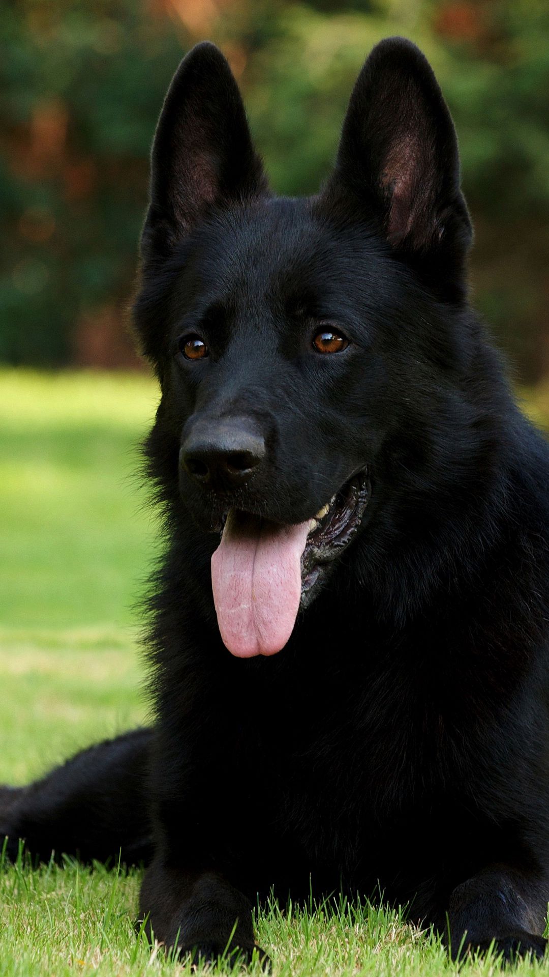 1080x1920  Скачать Обои для рабочего стола немецких овчарок APK для Android