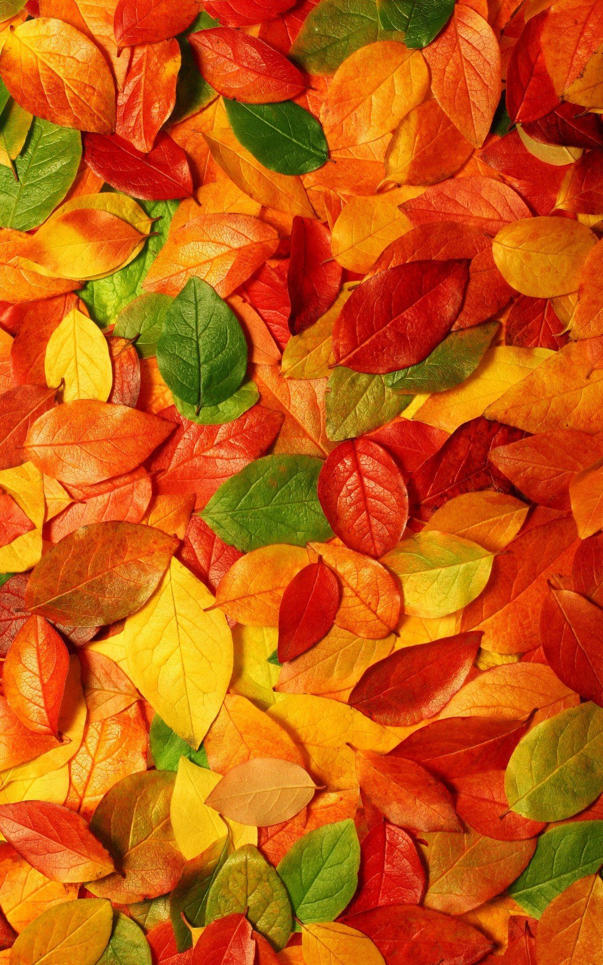 1200x1920  осень. листья. | Fall wallpaper, Iphone wallpaper fall, Wallpaper  backgrounds