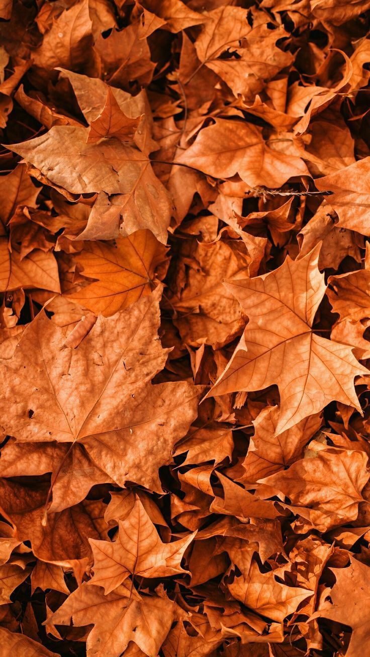 736x1308  Фон , Обои , Заставка на телефон , сохранить , Листья , Осень | Free fall  wallpaper, Fall background, Cute fall wallpaper
