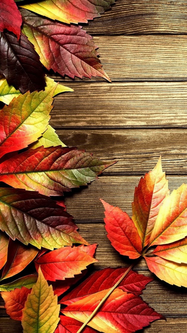 750x1334  Фон на телефон осень - 66 фото
