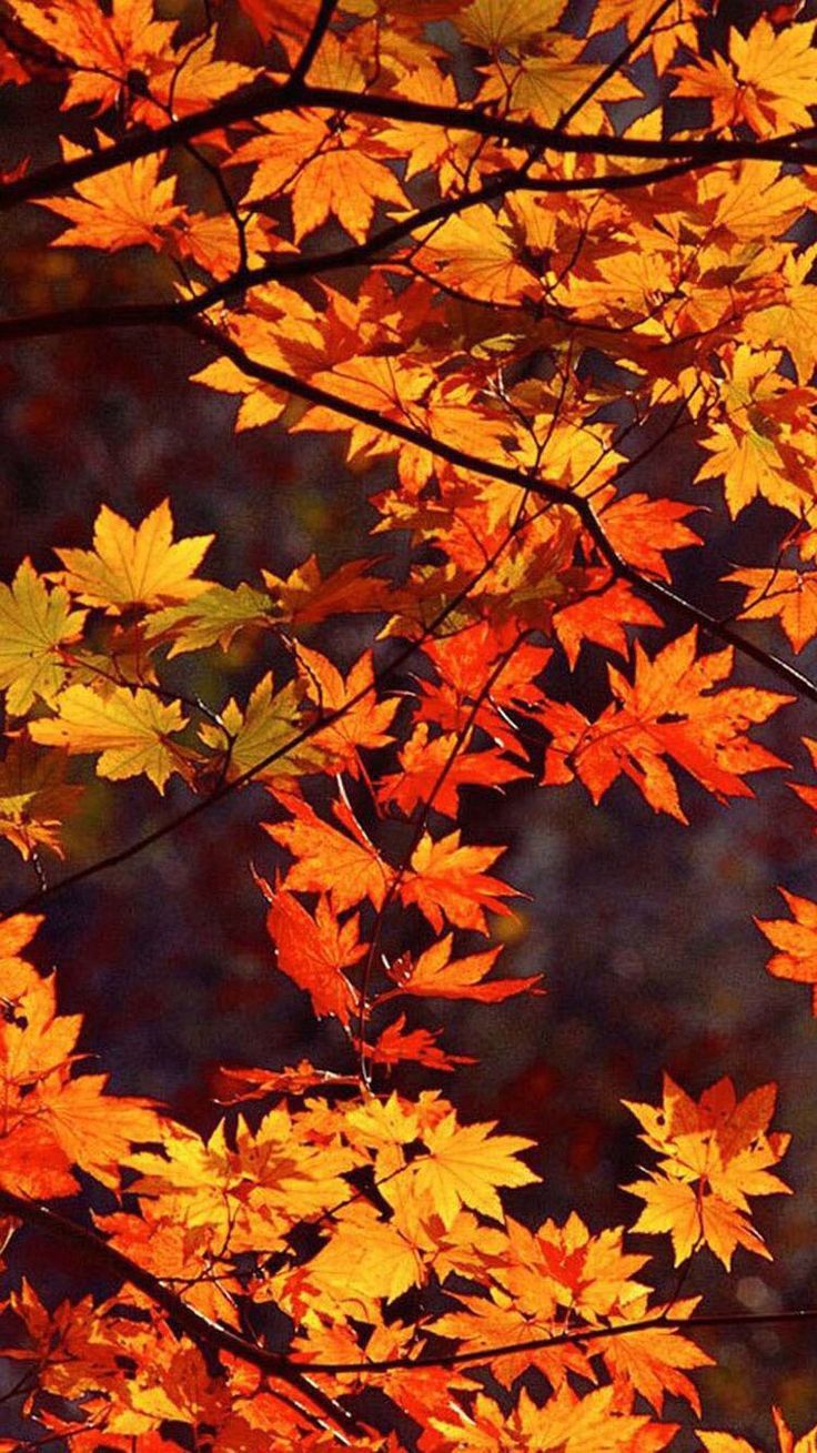 736x1309  autumn) | Iphone wallpaper fall, Fall wallpaper, Fall background