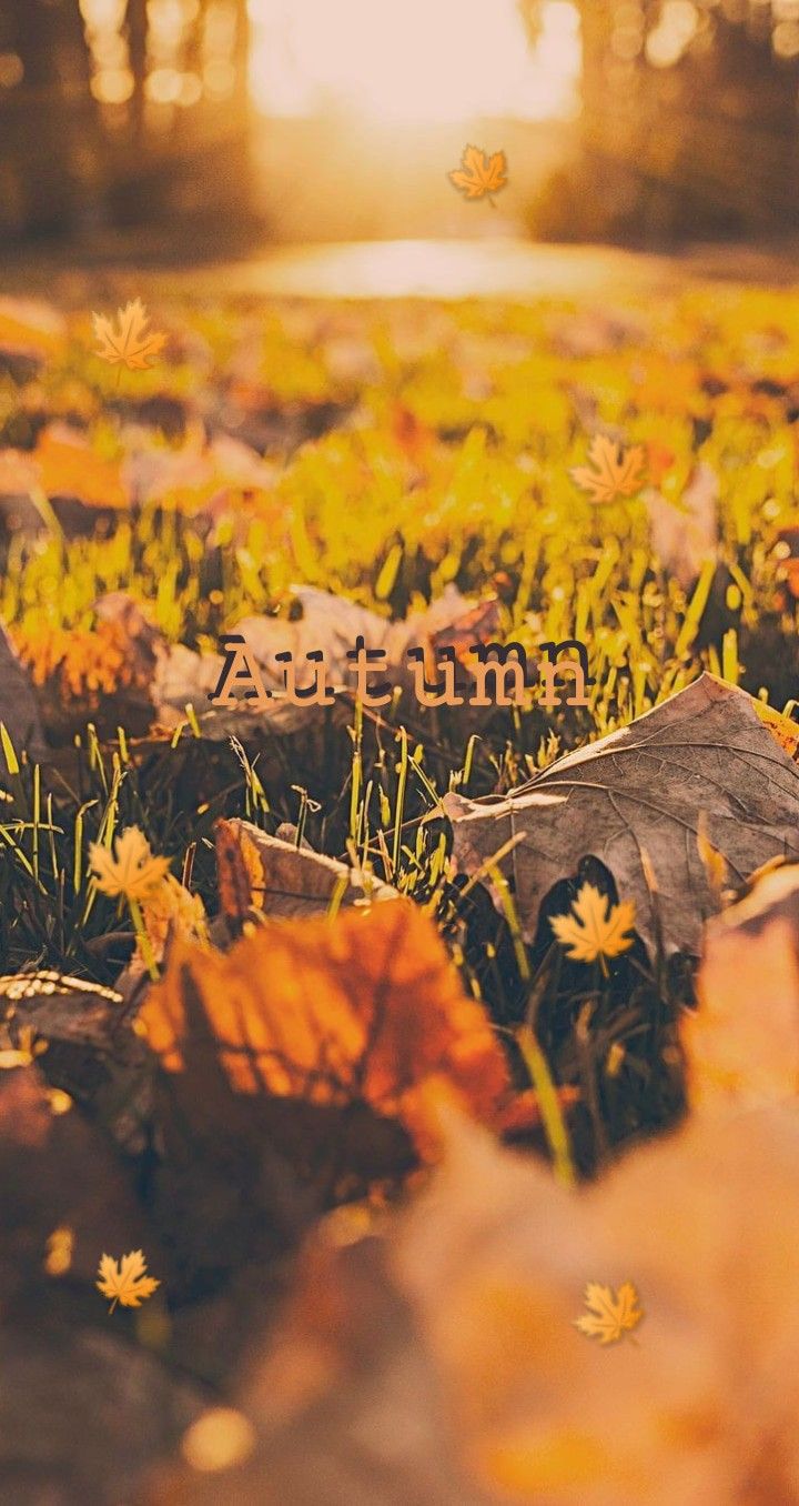 720x1356  Обои на телефон | Пейзажи, Осенние картинки, Осенние тыквы