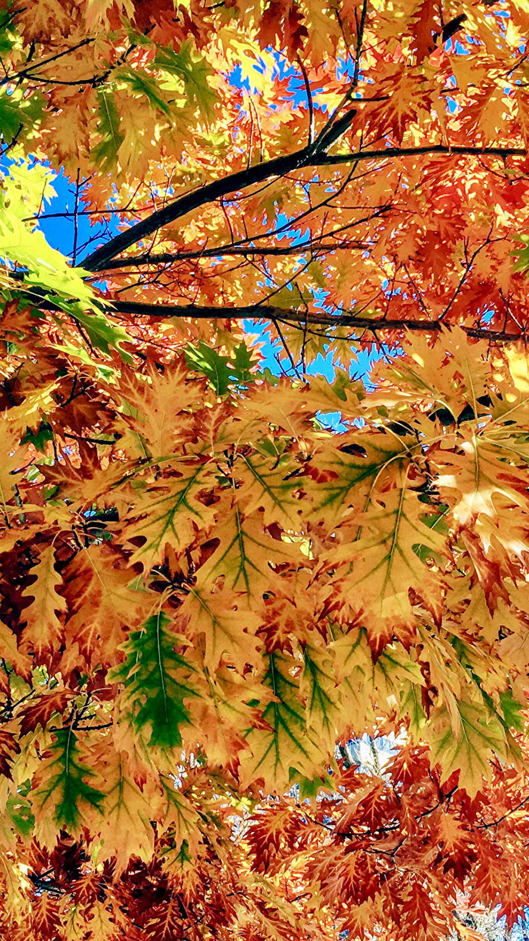 1080x1920  Картинка лист осенние Природа на ветке вблизи 1080x1920