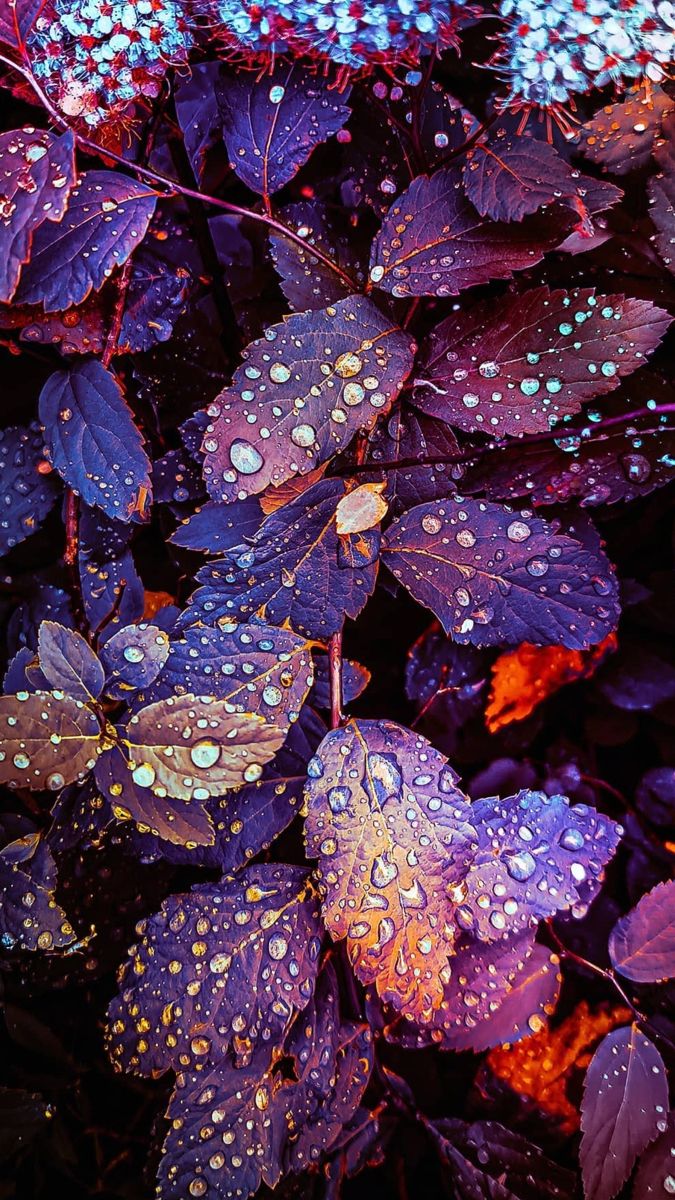 675x1200  Autumn 🍂 Wallpaper | Floral wallpaper iphone, Glitter phone wallpaper,  Flower iphone wallpaper
