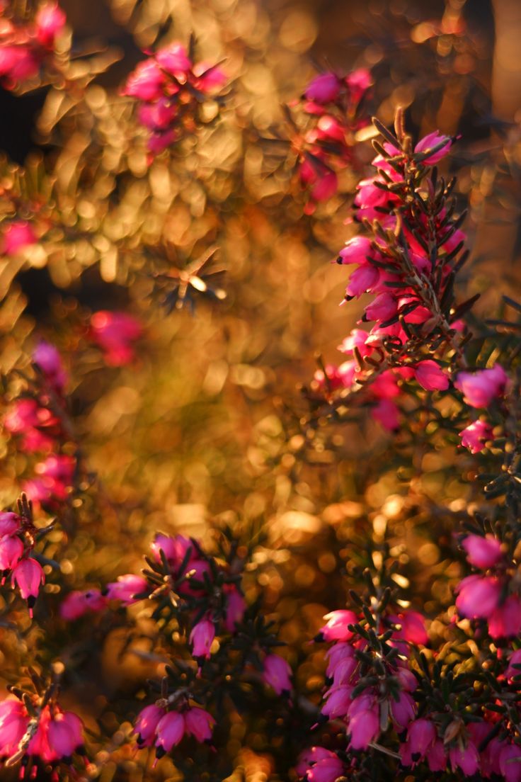 736x1104  Вереск, обои на телефон, Цветы в 2023 г | Цветы, Обои