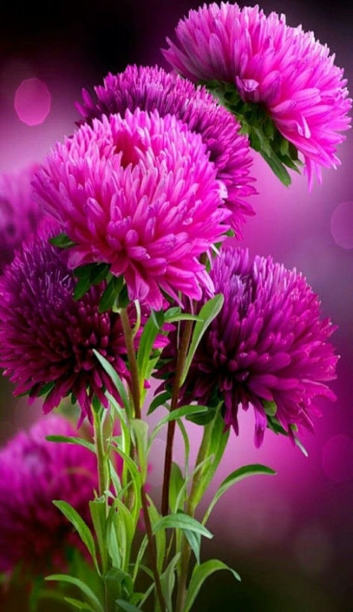 692x1200  Астры обои на телефон - 53 фото
