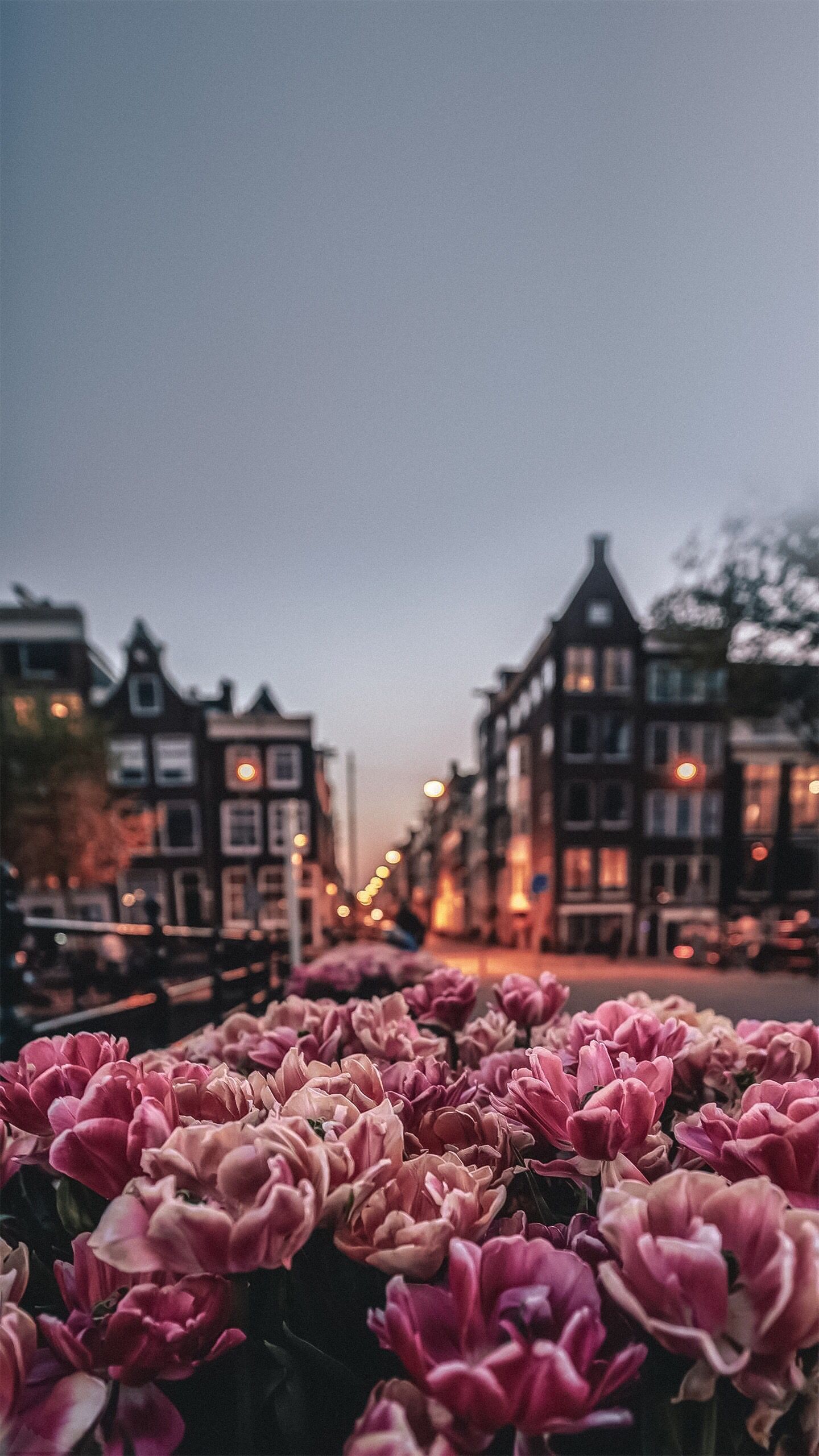 1440x2560  Flowers wallpapers phone iPhone | Amsterdam wallpaper, Beautiful flowers  wallpapers, Iphone background wallpaper