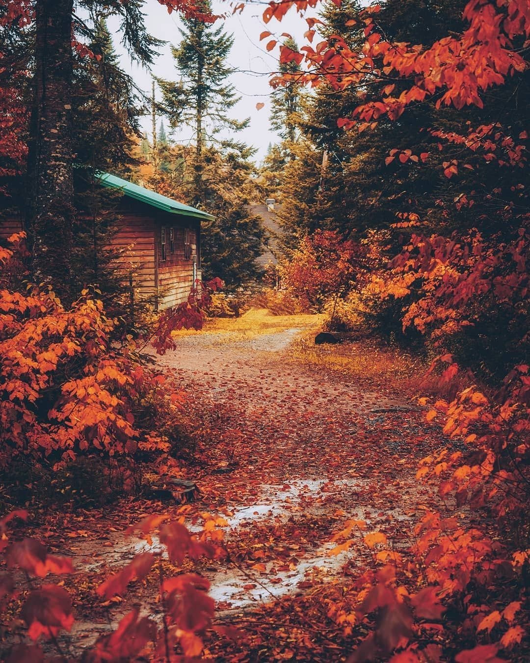 1080x1350  Осенний лес картинки - 55 фото