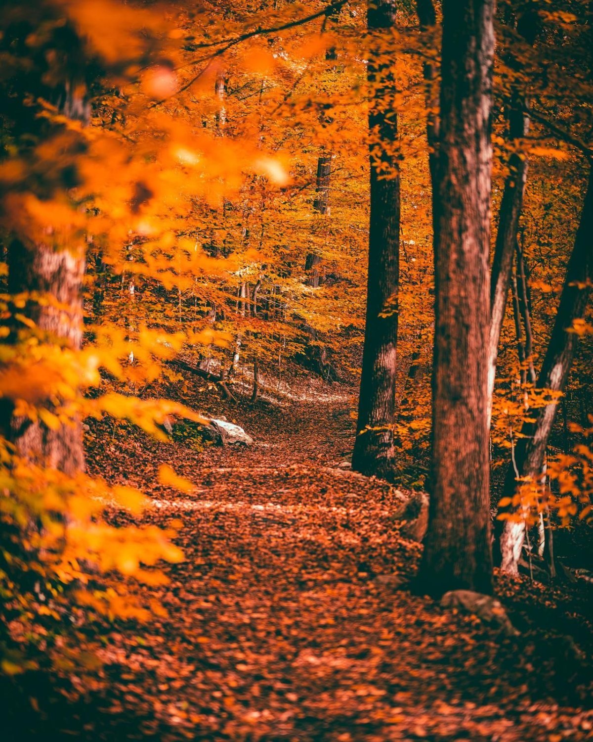 1200x1500  Осенний лес картинки - 55 фото