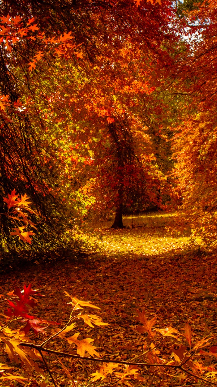 720x1280  Осенний лес обои для телефона, HD заставки и картинки на экран блокировки  720x1280 | Akspic