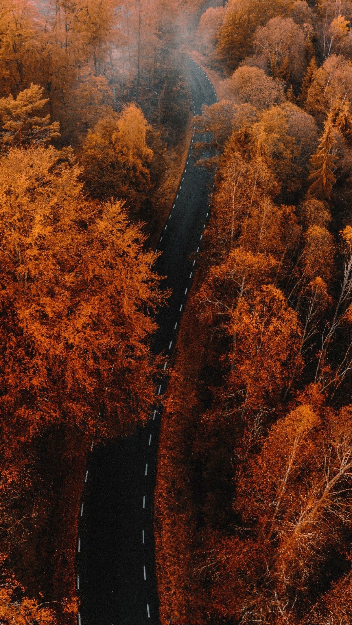 1217x2160  Обои/Осень 🍂 in 2023 | Aesthetic backgrounds, Tree wallpaper iphone,  Minimal wallpaper