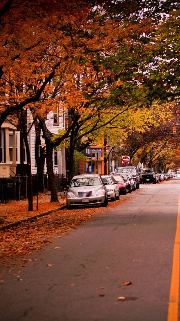 750x1334  Обои осень, дерево, лист, переулок, городской район для iPhone 6, 6S, 7, 8  бесплатно, заставка 750x1334 - скачать картинки и фото