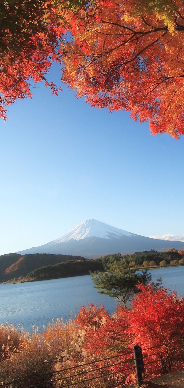 736x1553  Pin on Обои на айфон