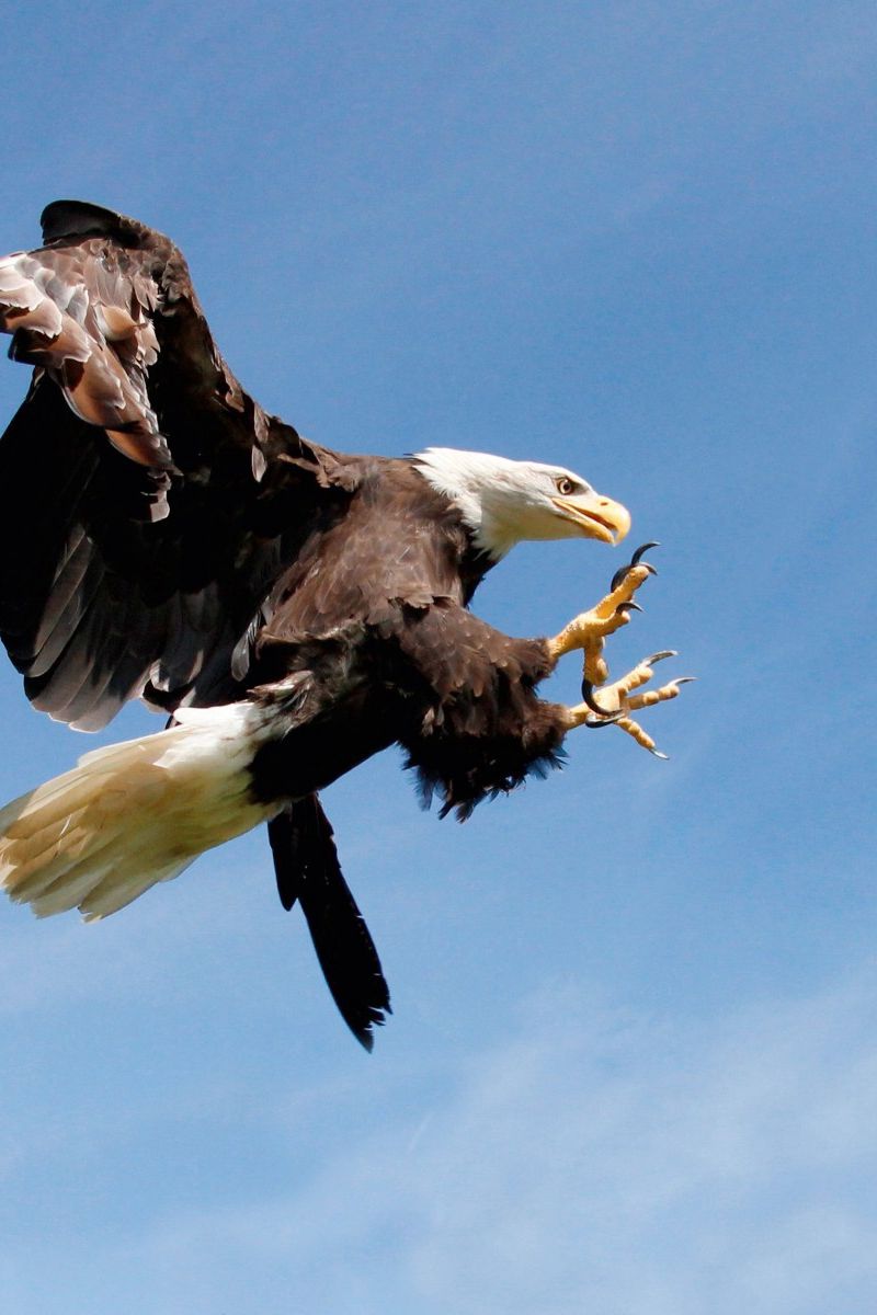 800x1200  Скачать 800x1200 орел, птица, хищник, небо, охота обои, картинки iphone  4s/4 for parallax