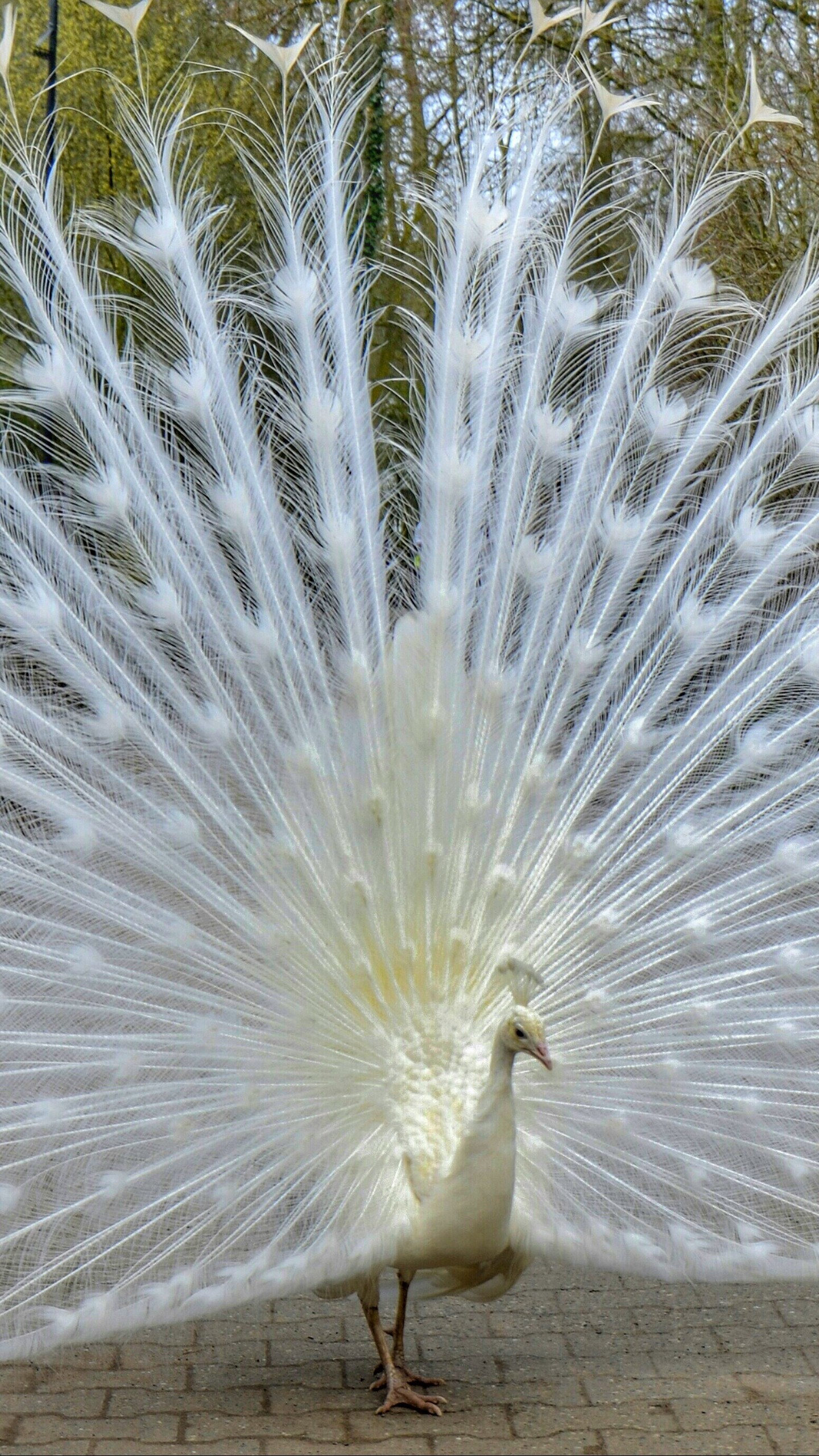 1440x2560  Обои на телефон павлин, птица, хвост, красивый - скачать бесплатно в  высоком качестве из категории \"Животные\"