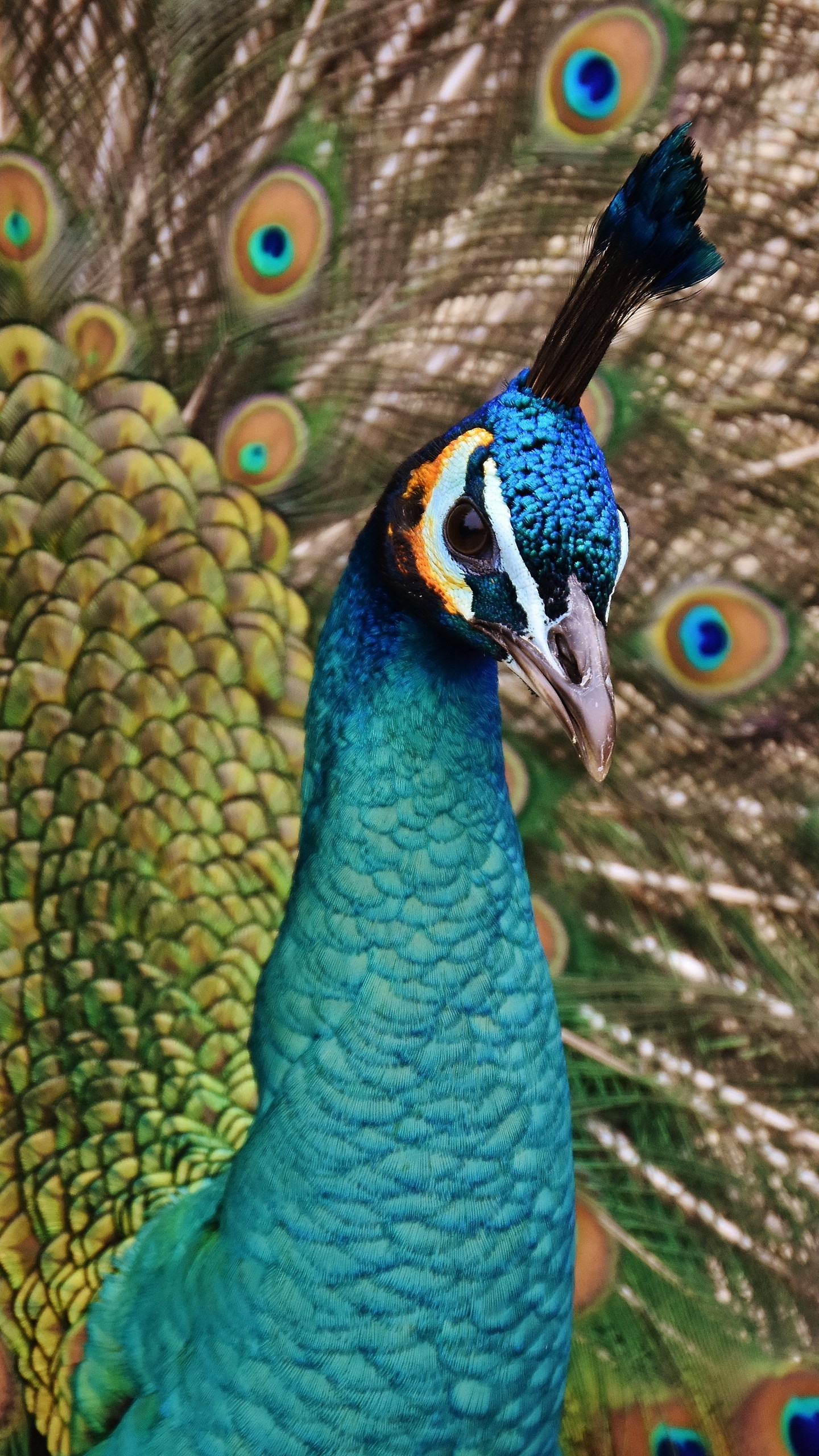 1440x2560  Обои на телефон павлин, птица, оперение - скачать бесплатно в высоком  качестве из категории \"Животные\"