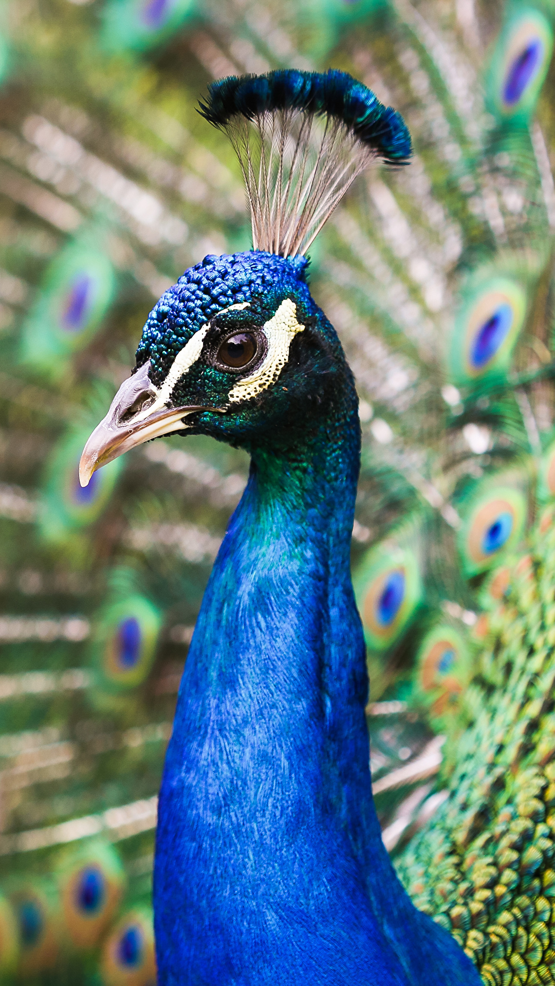 1080x1920  Картинки Павлины Клюв головы животное Крупным планом 1080x1920