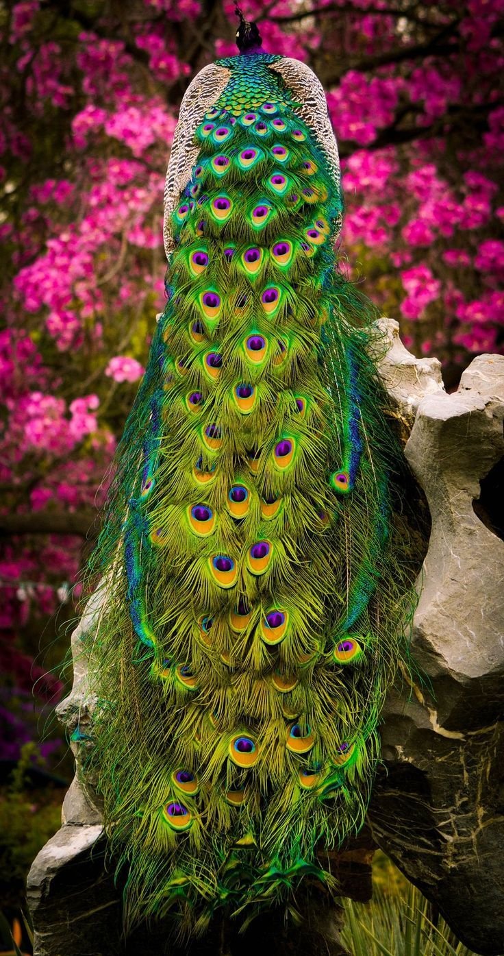 736x1395  Павлин - 63 фото