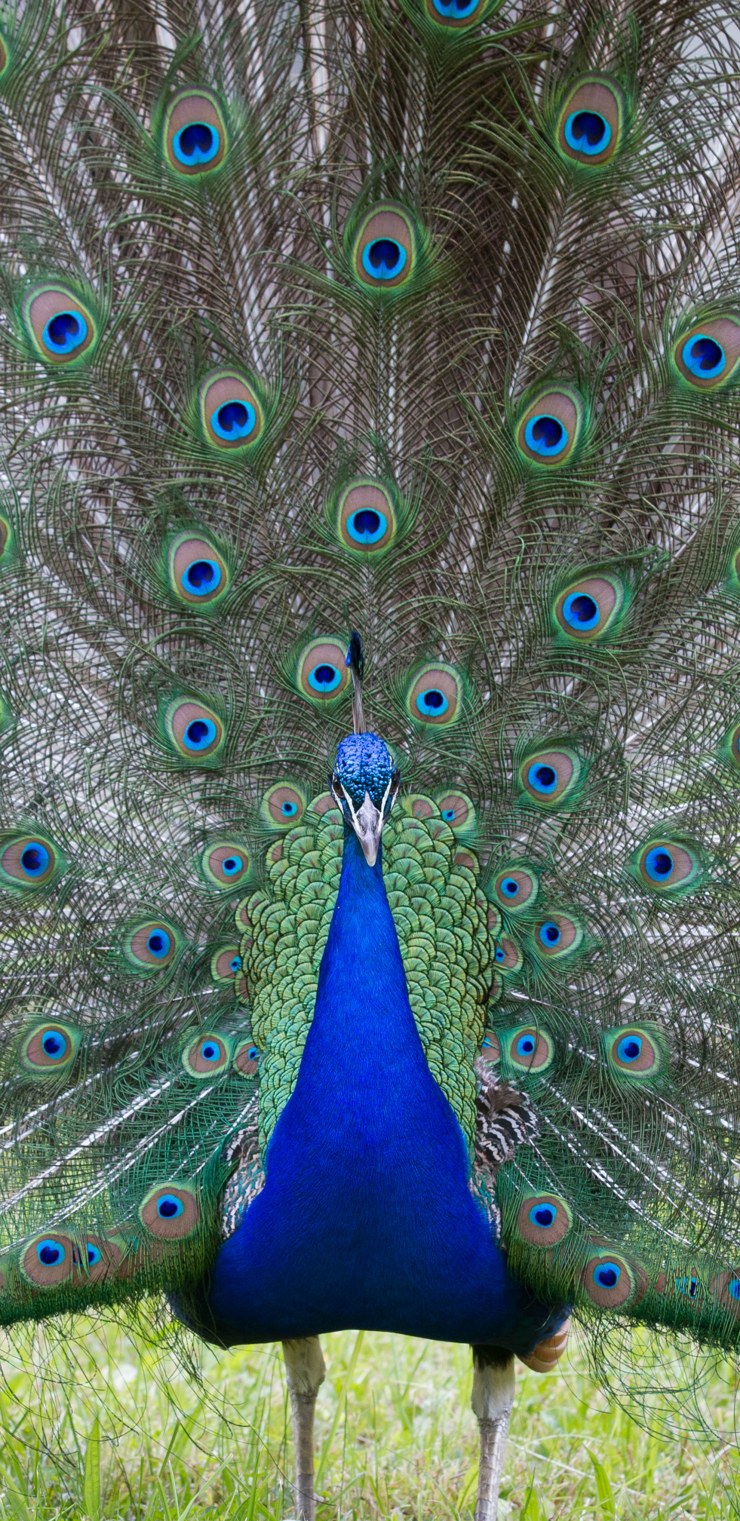 1440x2960  Обои на рабочий стол: Животные, Птицы, Птица, Павлин - скачать картинку на  ПК бесплатно № 1161870