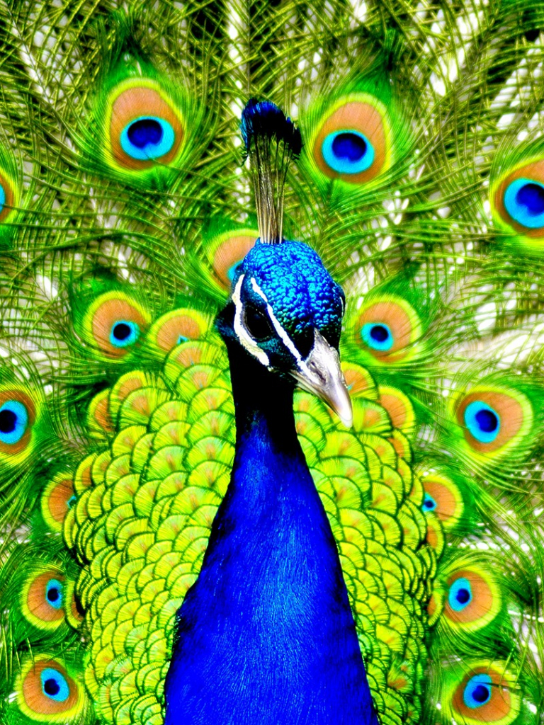 768x1024  Павлин обои на телефон (20 фото)