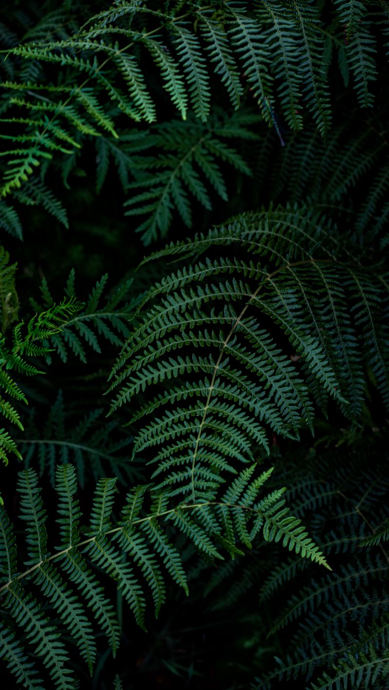 800x1420  Скачать 800x1420 папоротник, листья, ветки, зеленый, макро обои, картинки  iphone se/5s/5c/5 for parallax