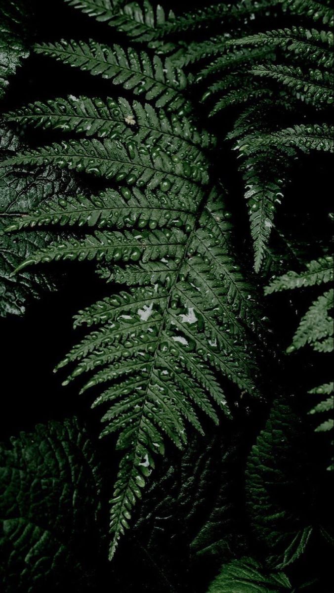 676x1200  Папоротник | Papel de parede verde, Papel de parede do notebook, Fotos de  folhas