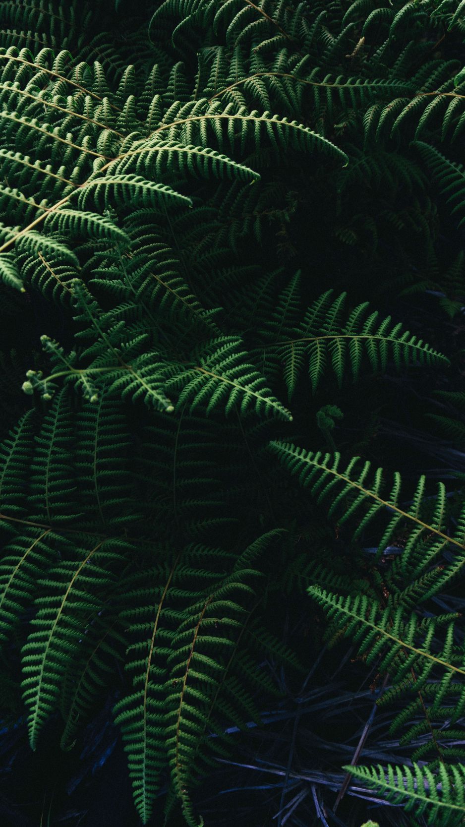938x1668  Скачать 938x1668 страусник обыкновенный, папоротник, листья, растение обои,  картинки iphone 8/7/6s/6 for parallax
