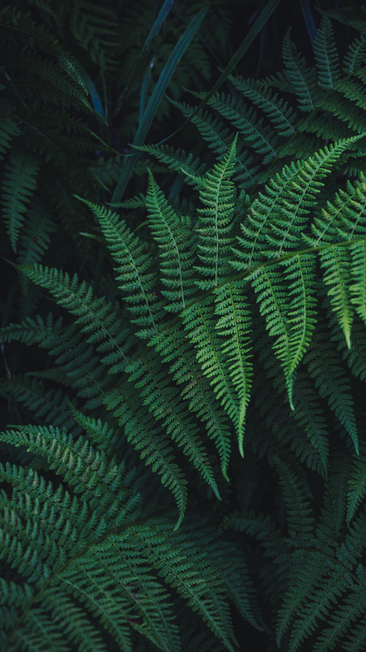 1440x2560  Папоротник обои на телефон - фото и картинки: 67 штук