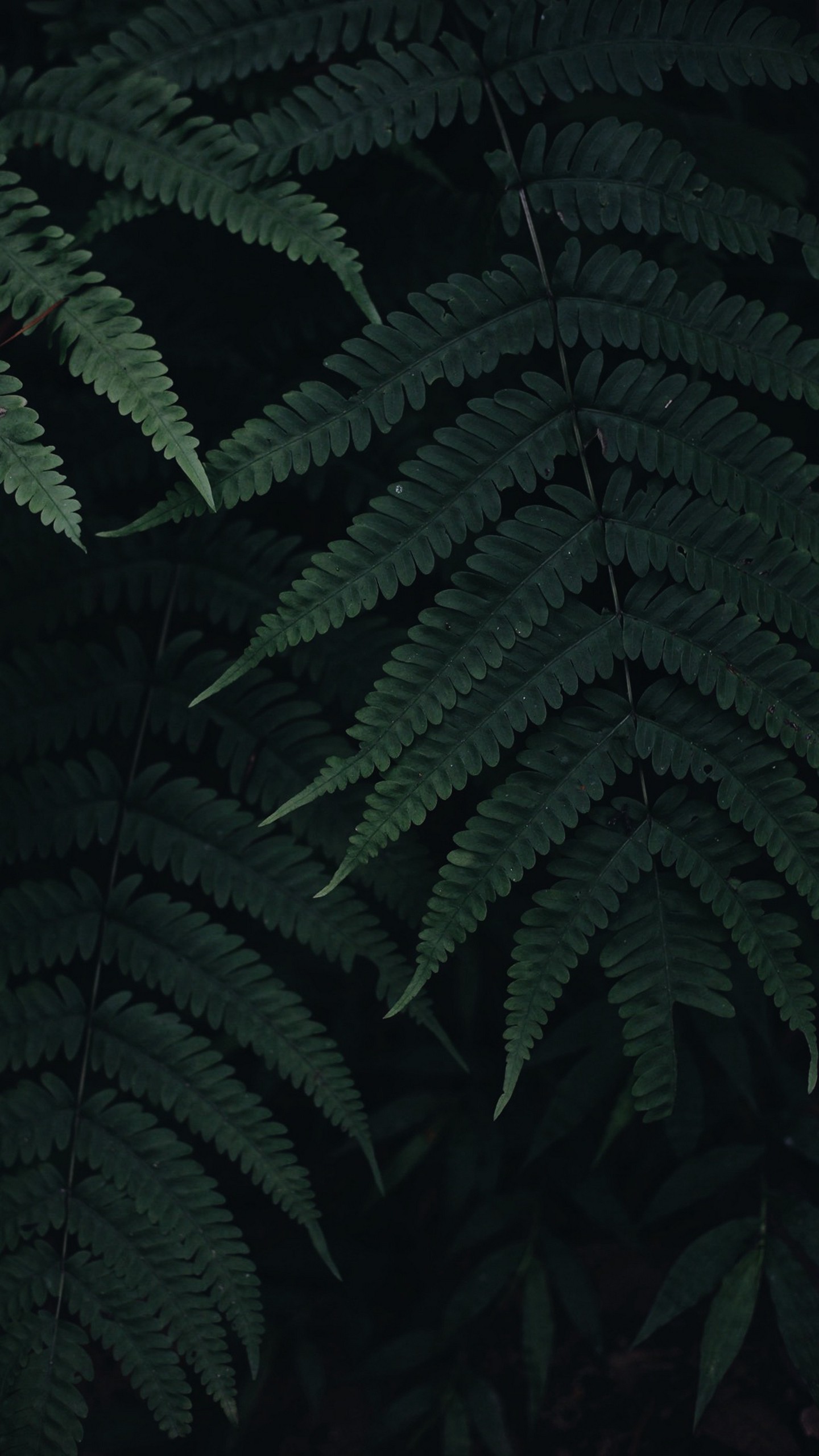 1440x2560  Обои на телефон папоротник, листья, растение, зеленый, темный - скачать  бесплатно в высоком качестве из категории \"Макро\"