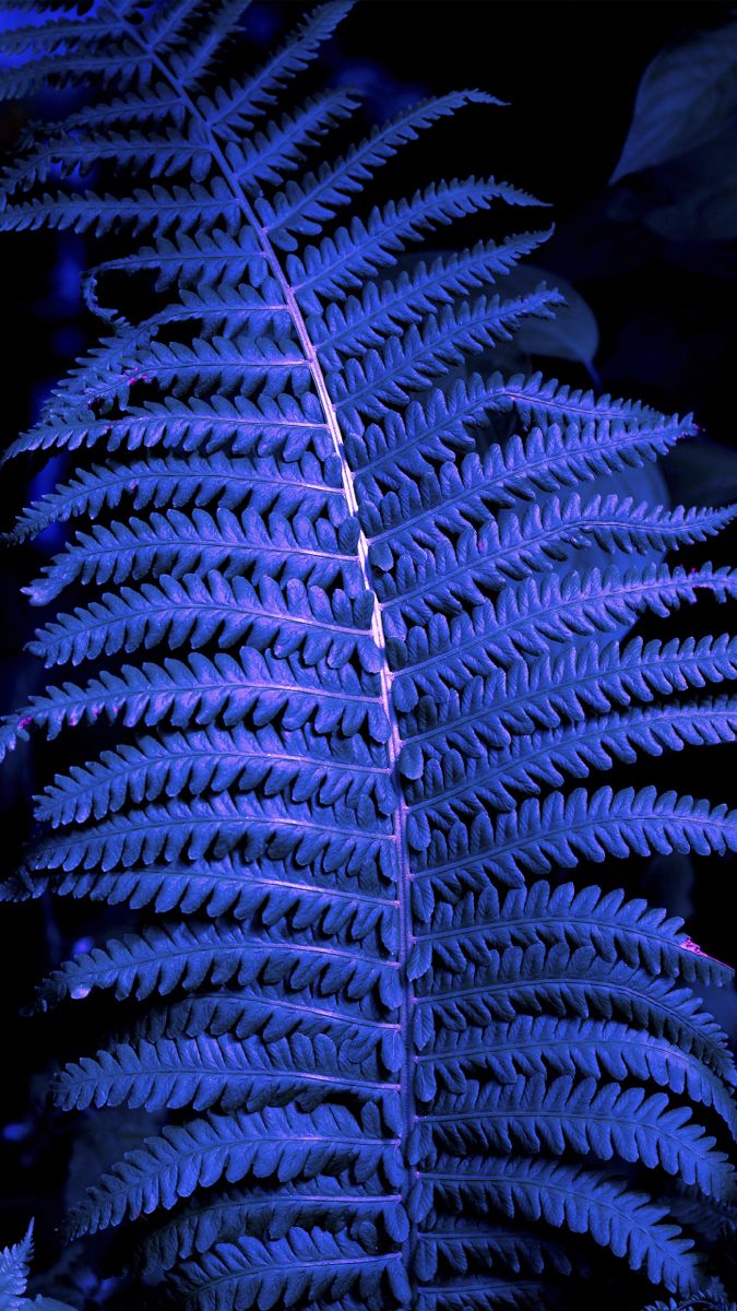 675x1200  Wallpaper | Iphone wallpaper, Wallpaper, Wallpaper free download