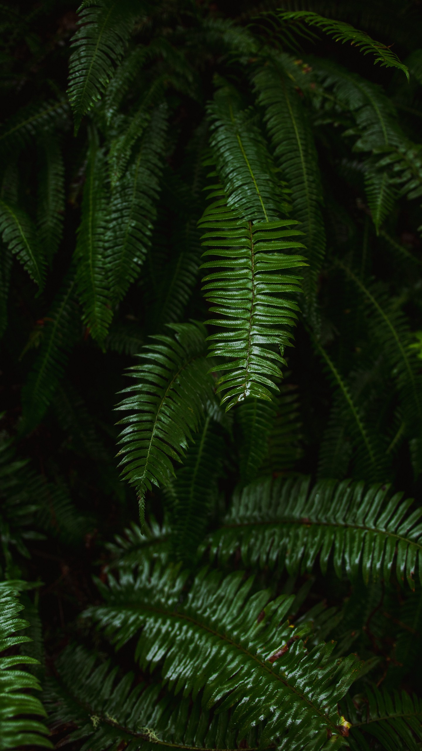 1440x2560  Обои на телефон папоротник, растение, зеленый, листья - скачать бесплатно в  высоком качестве из категории \"Природа\"