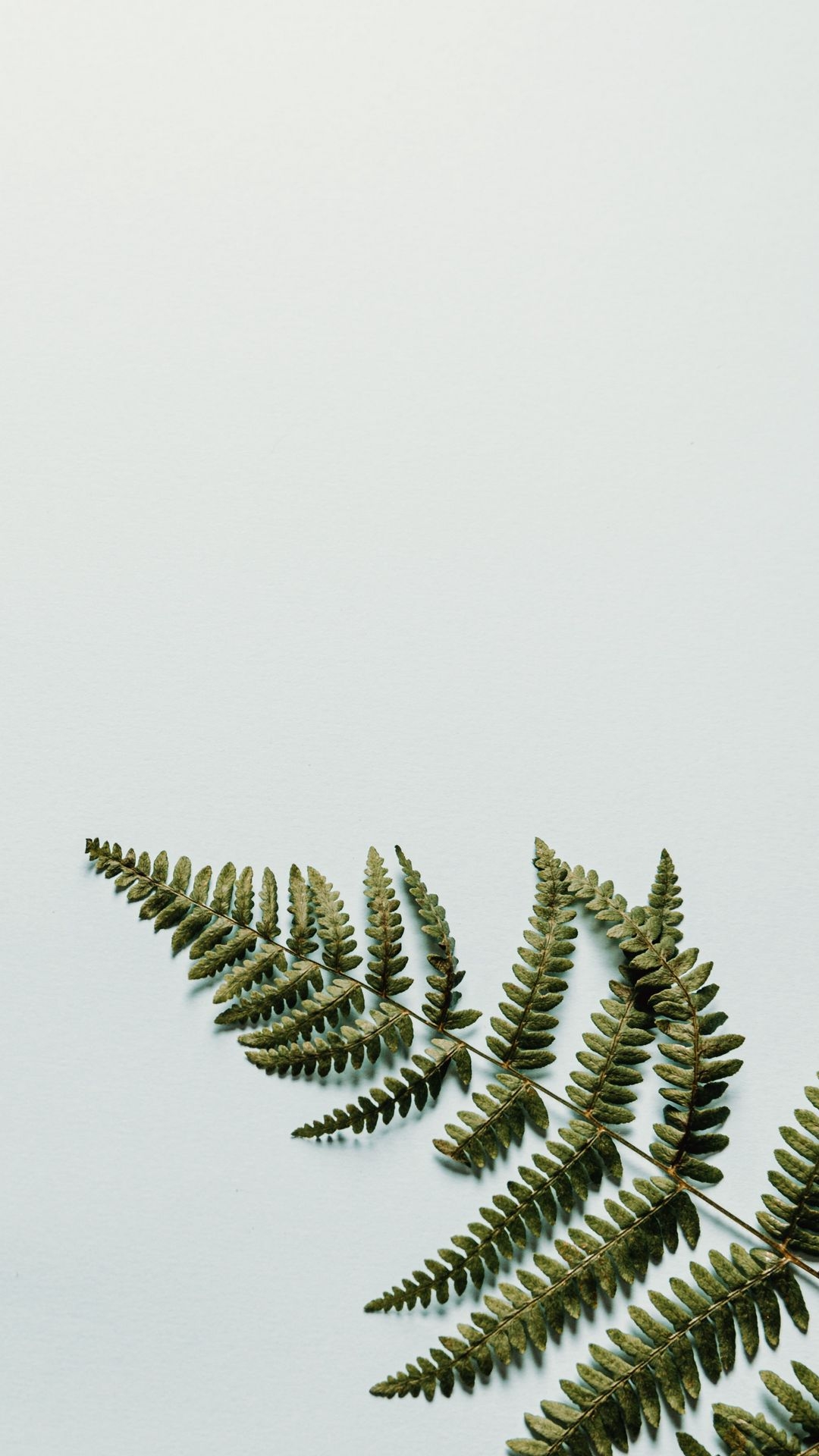 1080x1920  Папоротник обои на телефон - 55 фото