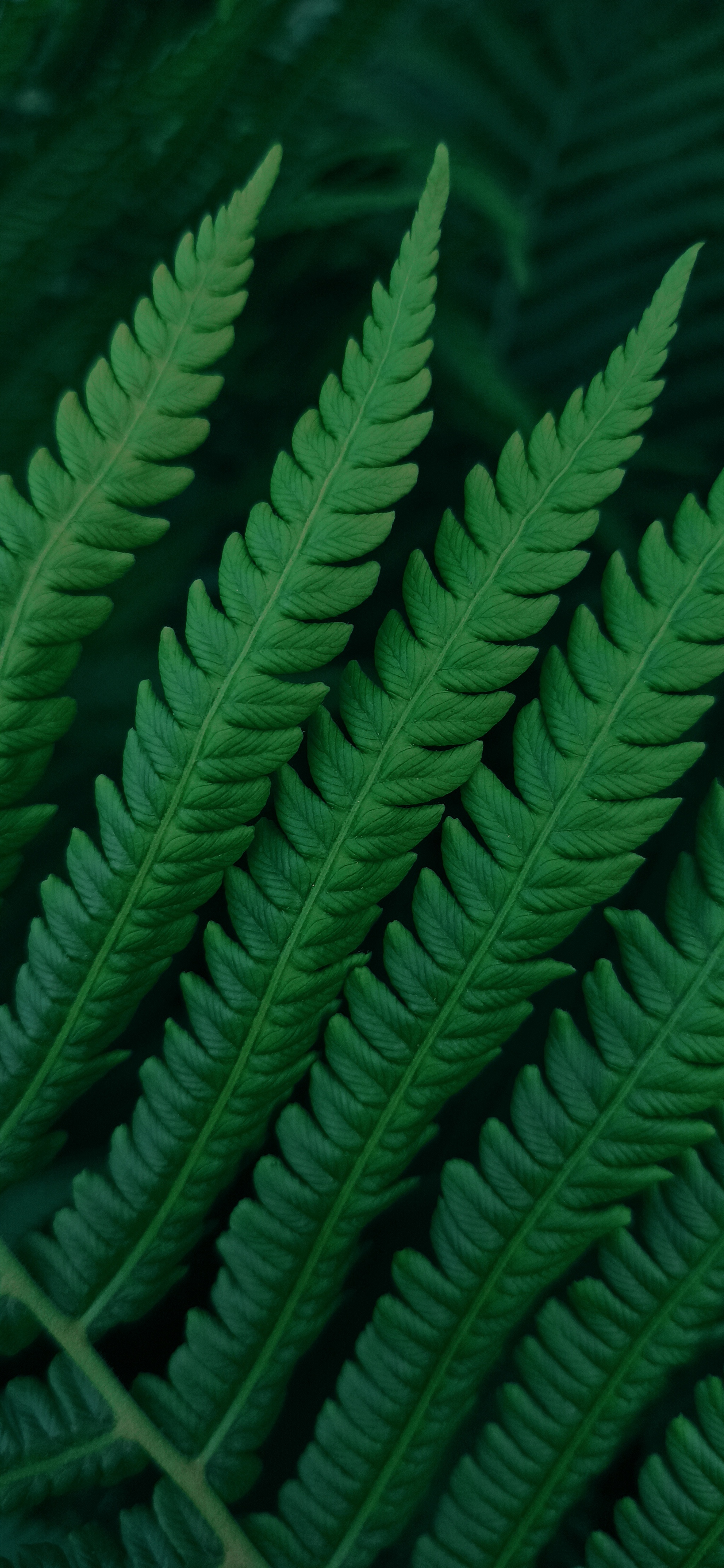 2048x4433  Красивый папоротник оставляет зеленый фон с неоновой рамкой | Премиум Фото