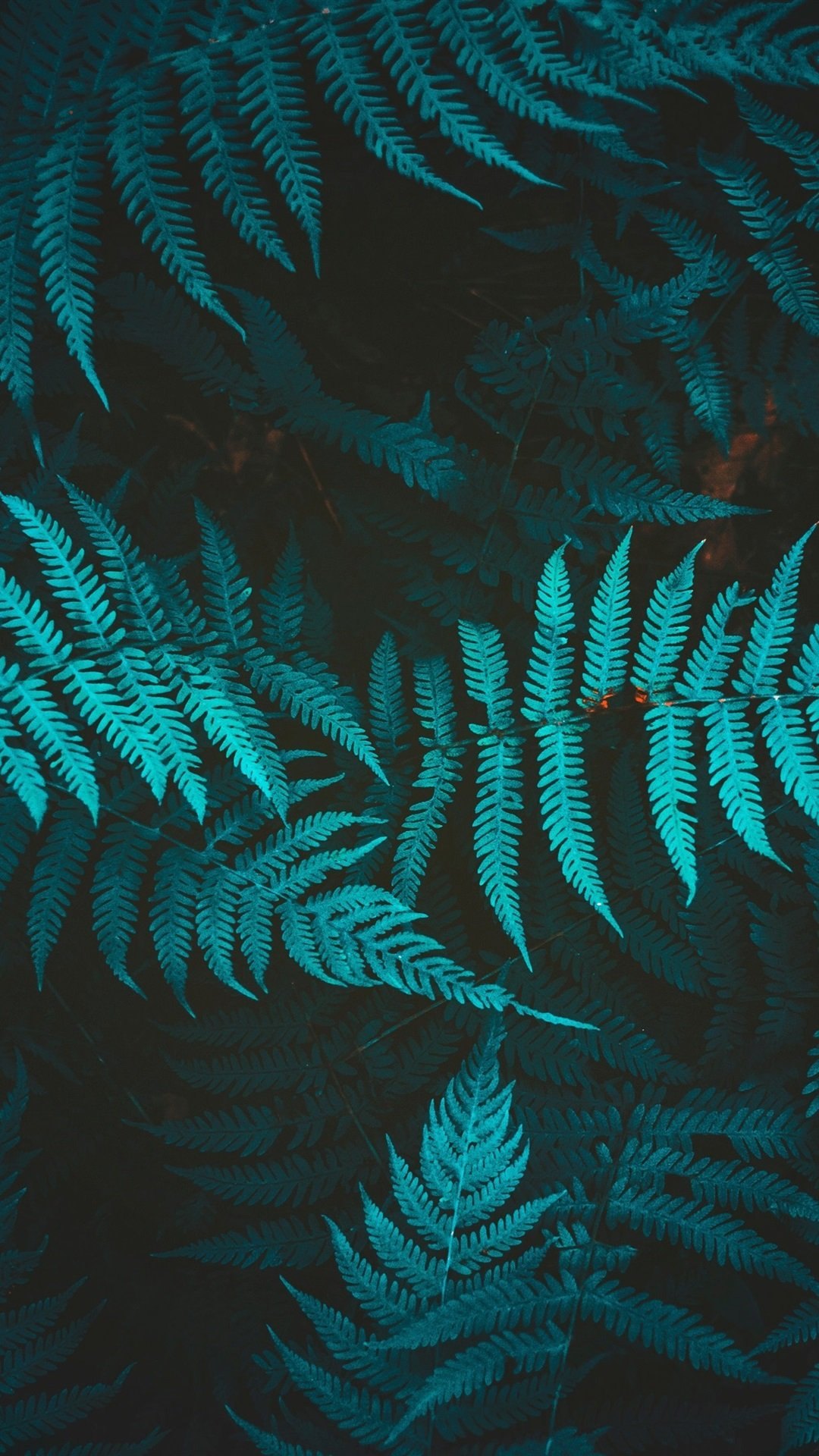 1080x1920  Папоротник Ботаника Природа - Бесплатное фото на Pixabay - Pixabay