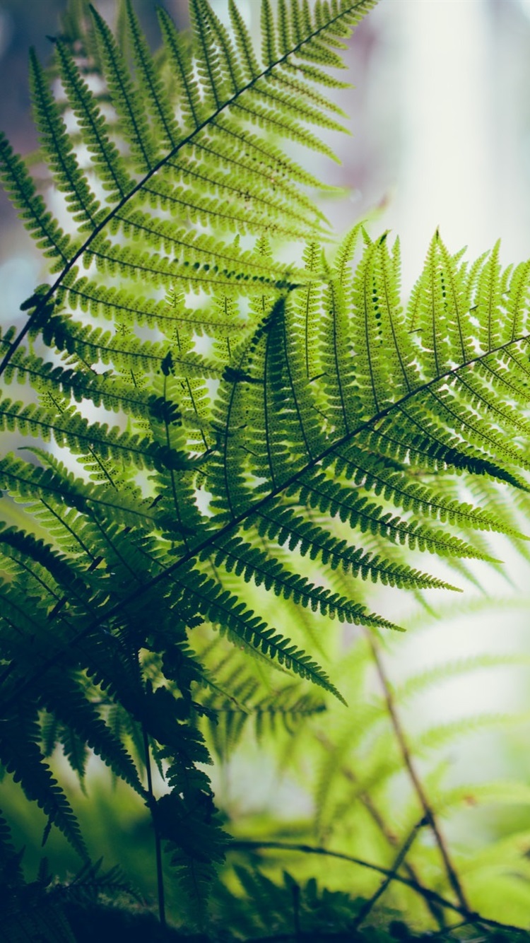750x1334  Обои 4k природы тематические мобильных 16 9 : Папоротник Стоковое  Изображение - изображение насчитывающей сторонника, тема: 191629709