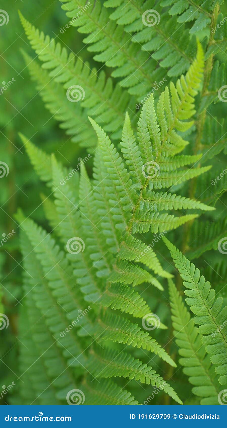 900x1690  Картинки на телефон зеленый фон - 70 фото