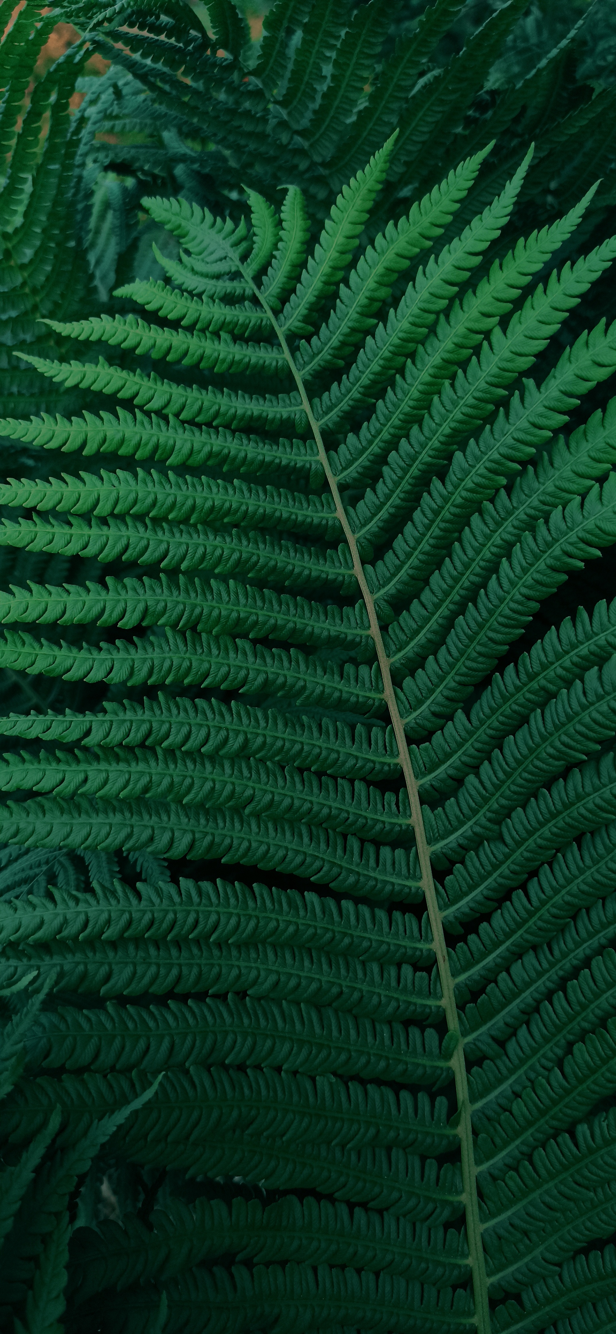 2048x4433  Обои на телефон папоротник, лист, растение, резной, макро, размытость -  скачать бесплатно в высоком качестве из категории \"Макро\"
