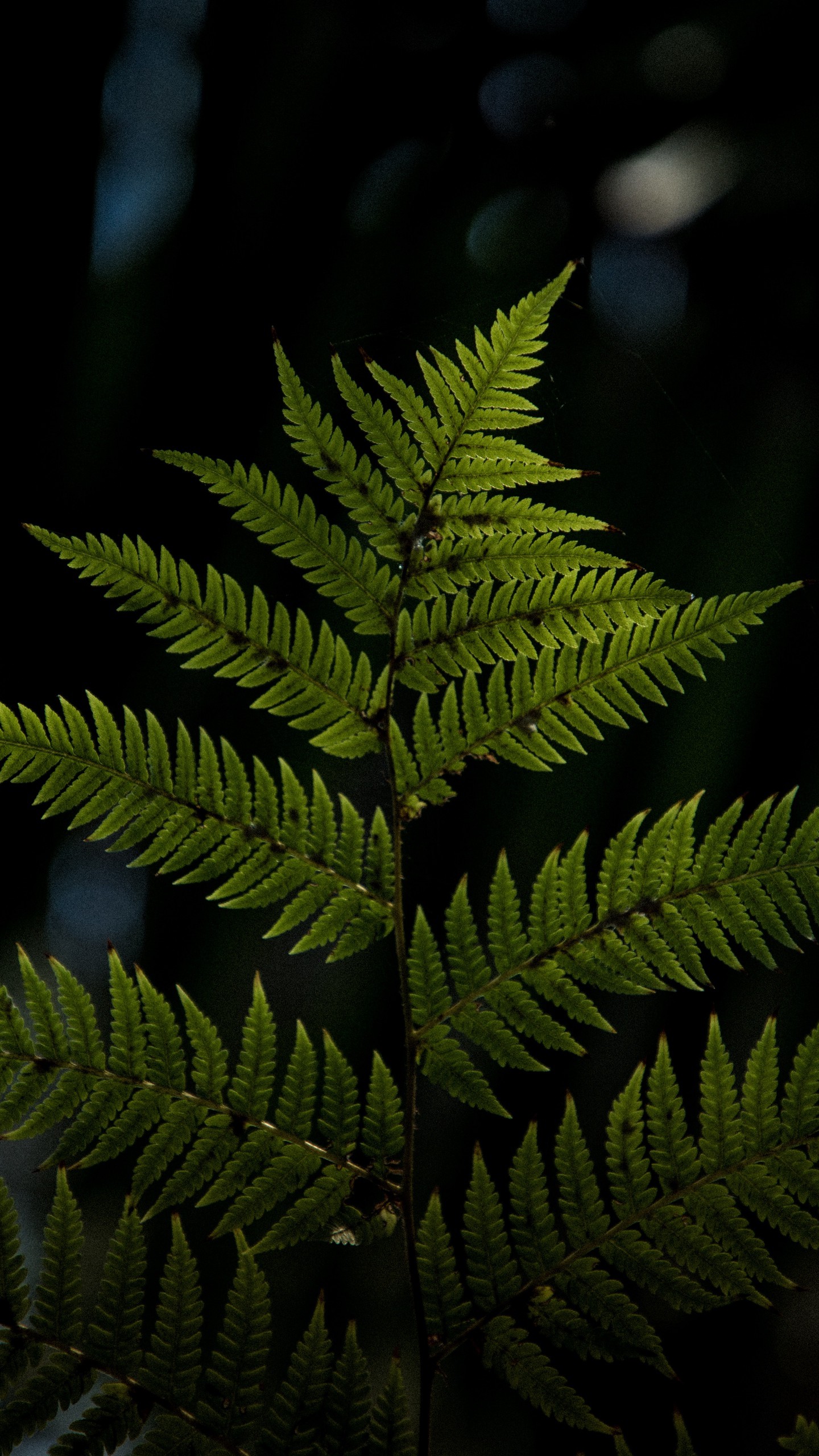 1440x2560  Обои на телефон: Растения, Цветы, Листья, Папоротник