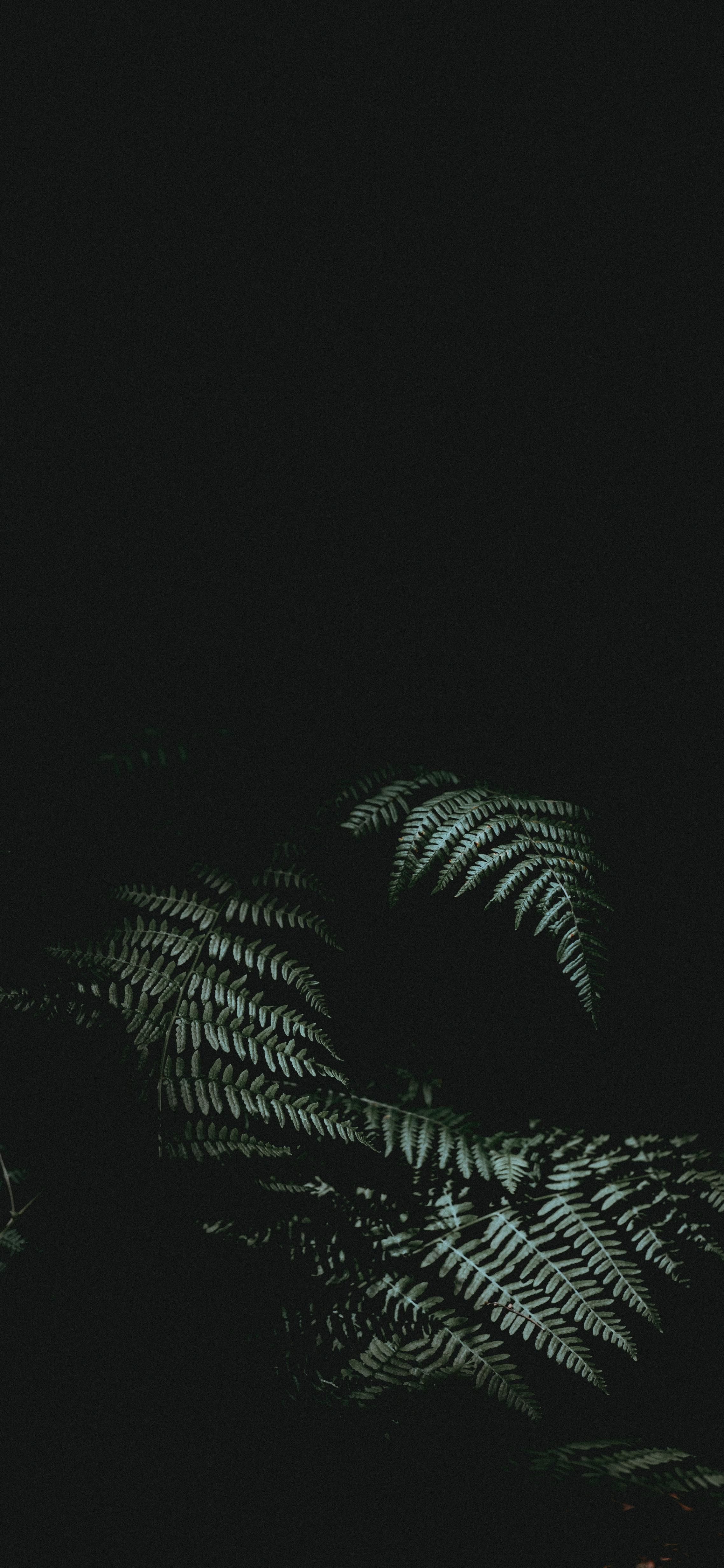 2276x4928  HD wallpaper: green leaves, fern, leaf, carved, close-up, plant, plant part  | Wallpaper Flare