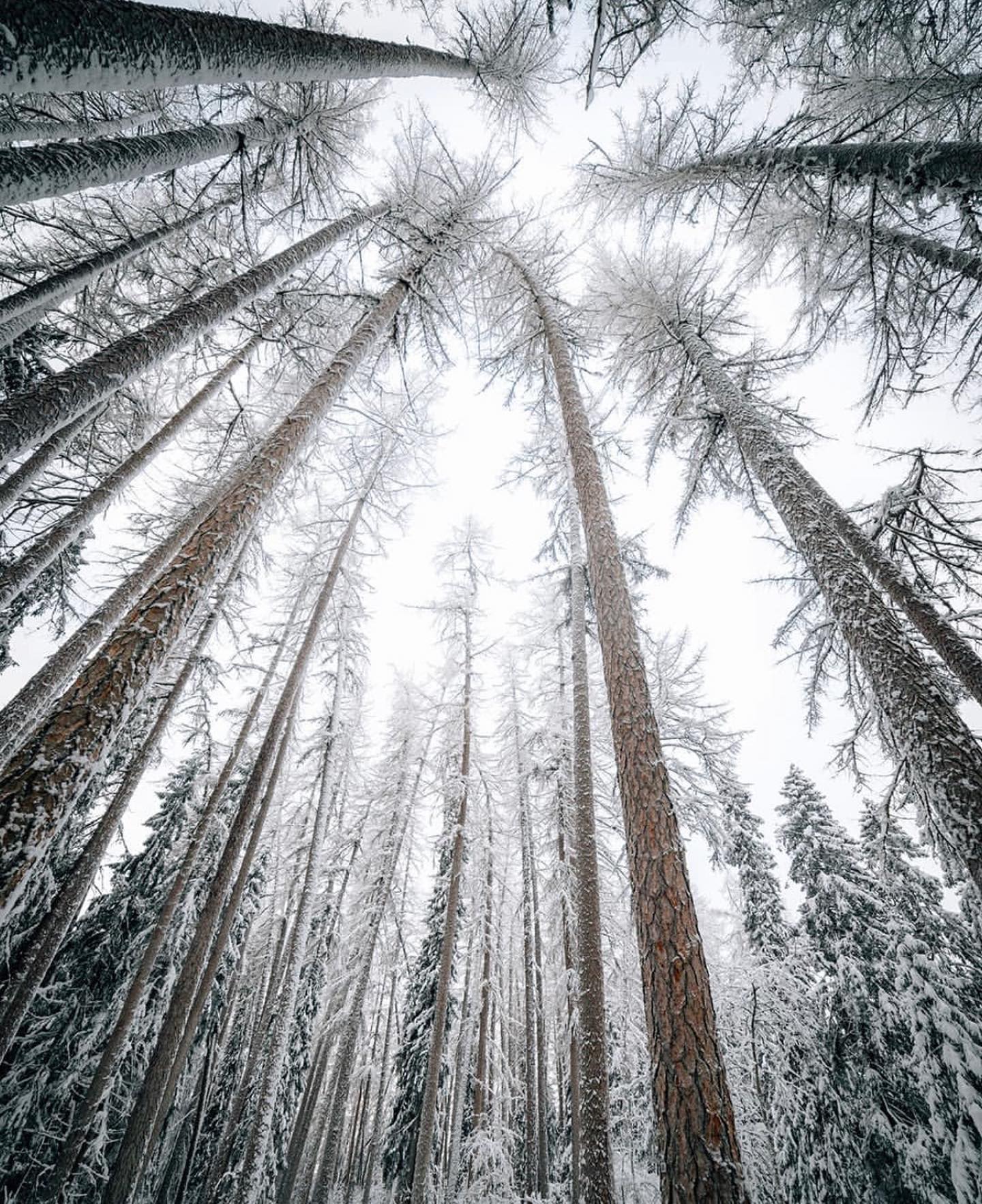 1440x1766  Линдуловская роща - замечательный вариант % | GREENVALD Парк Скандинавия