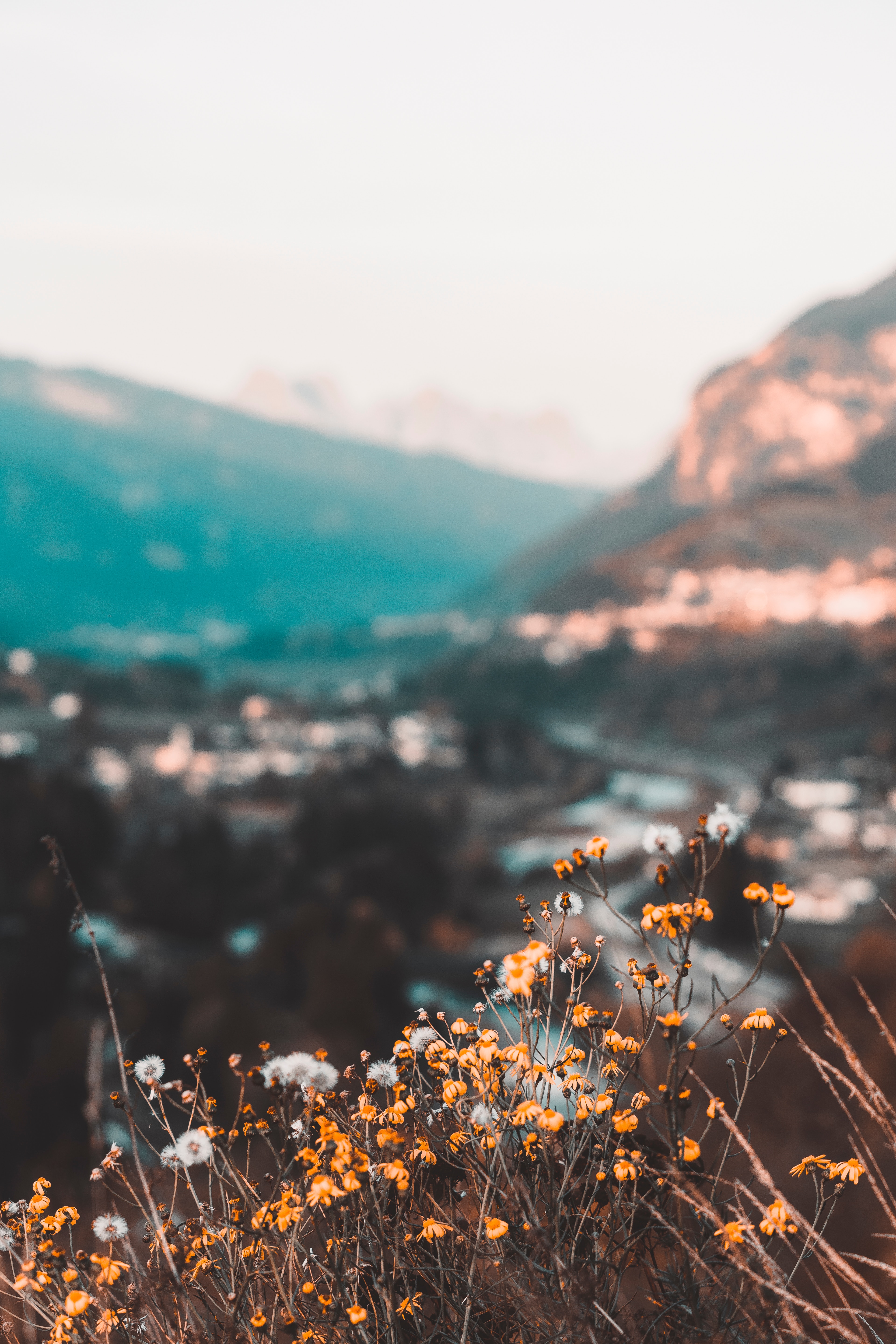 3840x5760  Скачать 3840x5760 цветы, желтый, дикий, природа, горы обои, картинки