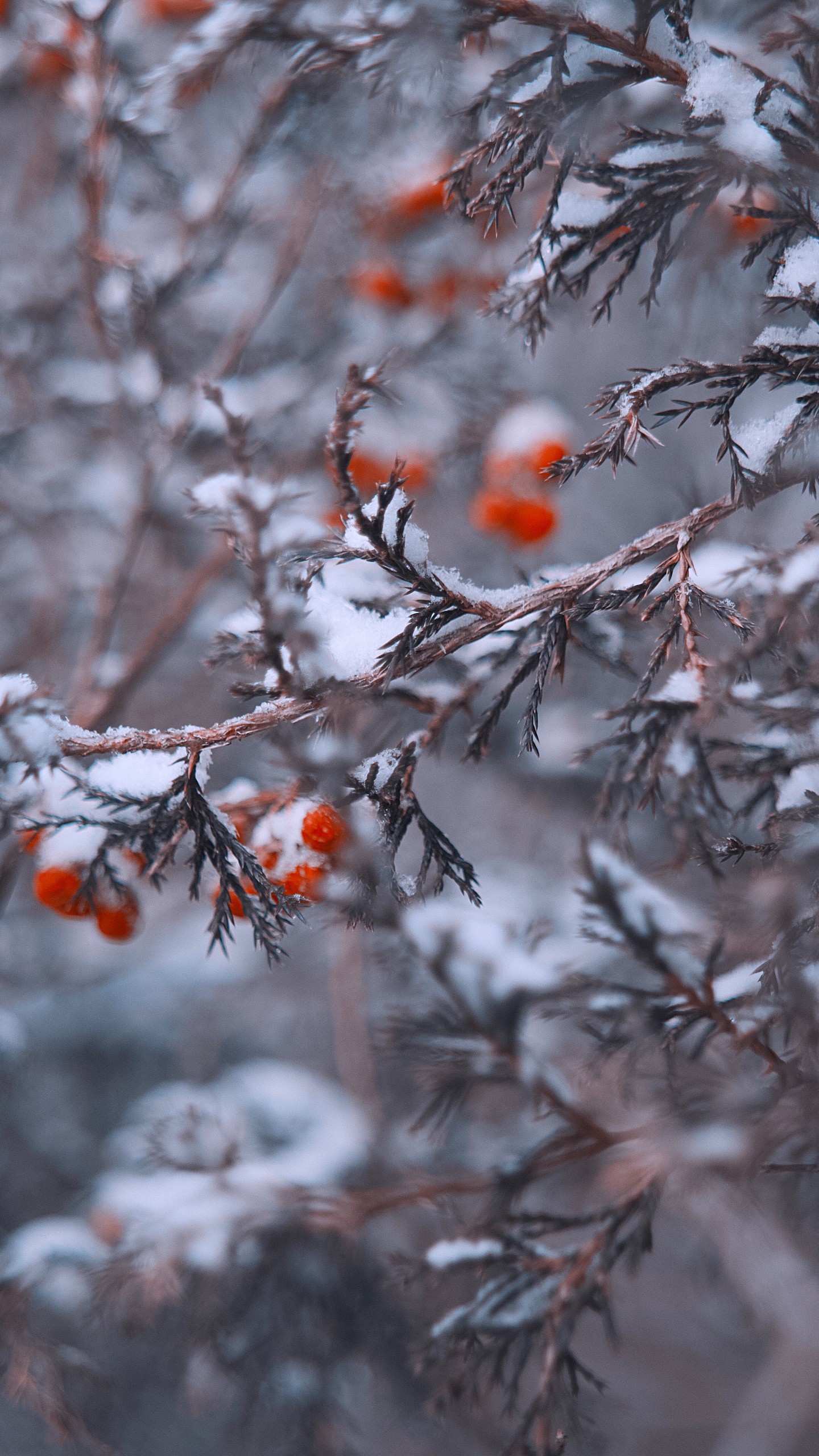 1440x2560  Обои на телефон ветки, ягоды, снег, макро - скачать бесплатно в высоком  качестве из категории \"Макро\"