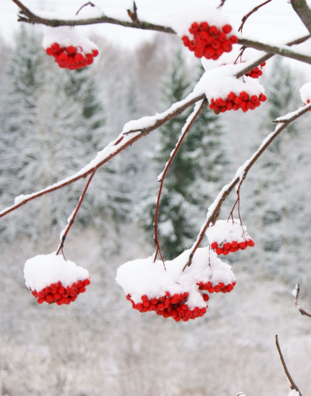 1000x1273  Рябина в снегу - фото и картинки: 56 штук