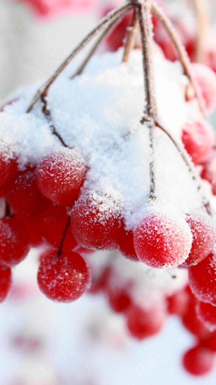 750x1334  Рябина в снегу - Картинка на телефон / Обои на рабочий стол №908764