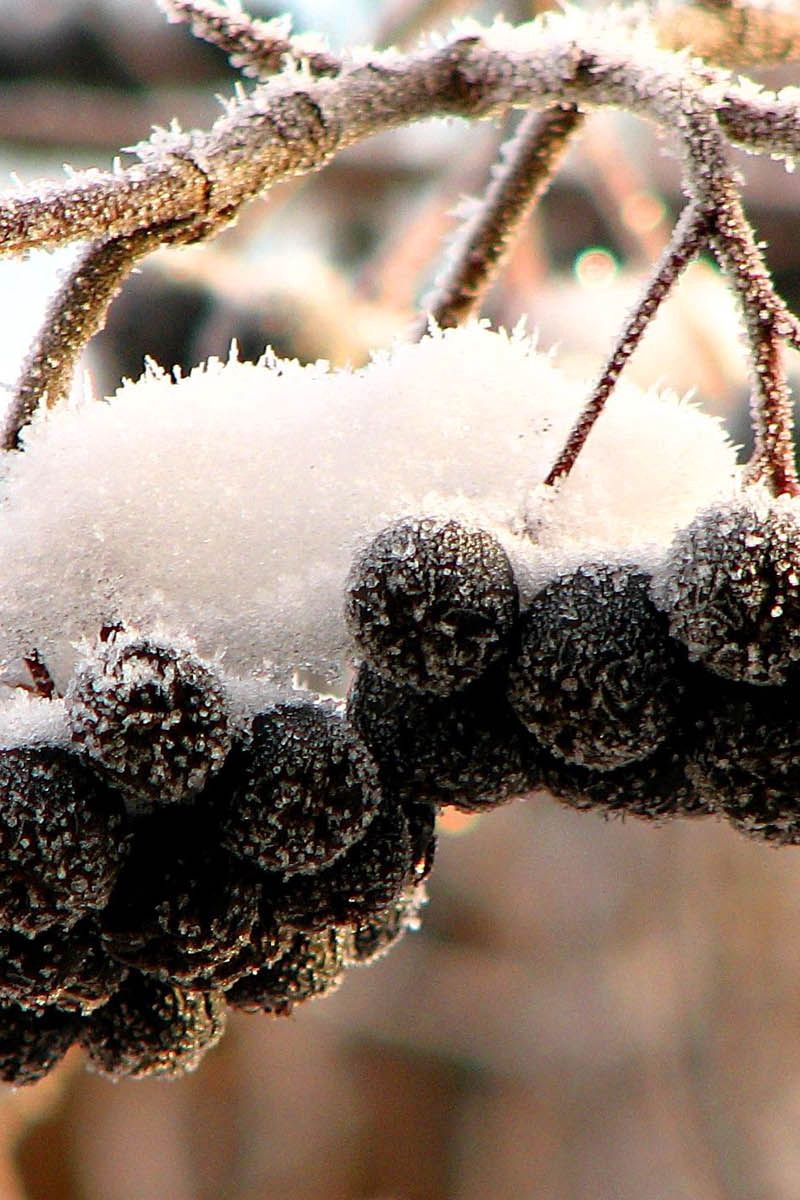 800x1200  Скачать 800x1200 рябина, черная, плоды, ягоды, снег, иней, грозди обои,  картинки iphone 4s/4 for parallax