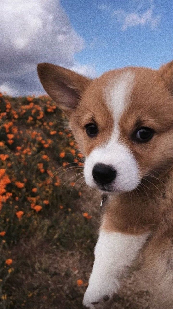 720x1280  обои на телефон | Щенки корги, Милые щенки, Фотографии животных