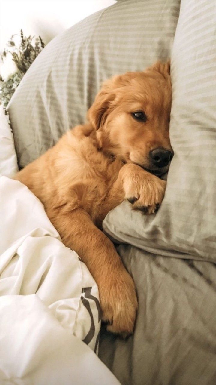 720x1280  обои на телефон | Щенки лабрадора, Обои с собаками, Щенки корги