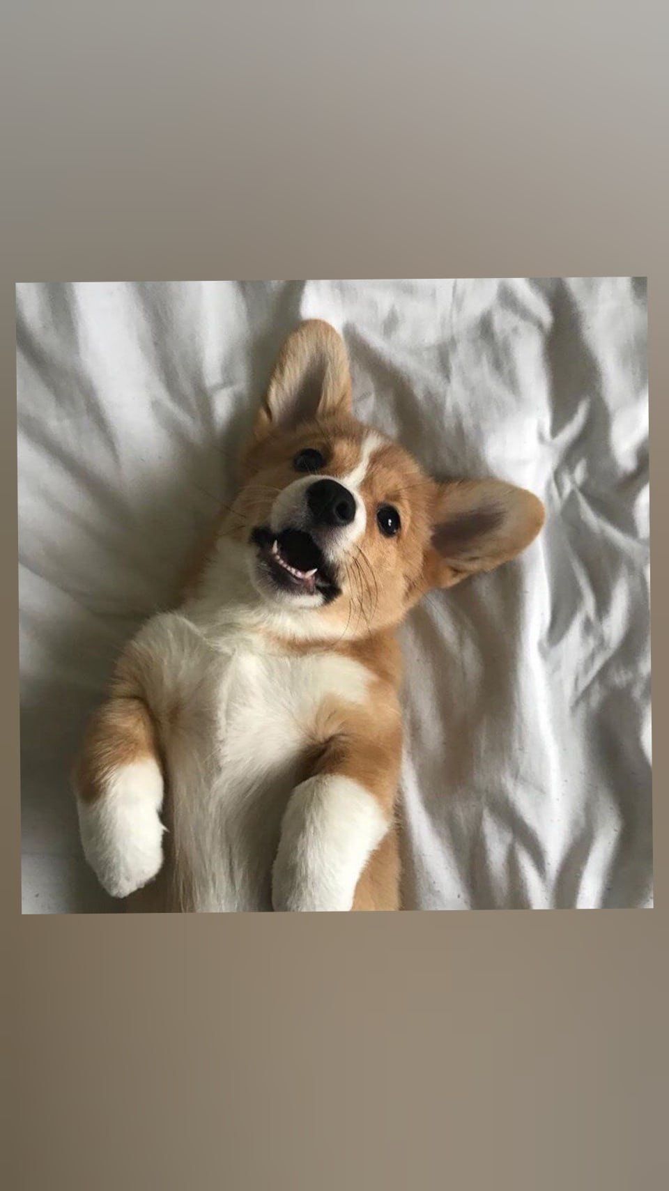 960x1709  Обои на телефон | Cute baby animals, Cute animal memes, Cute dogs