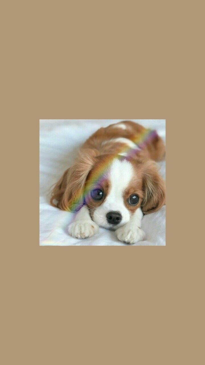 720x1280  Pin on animals